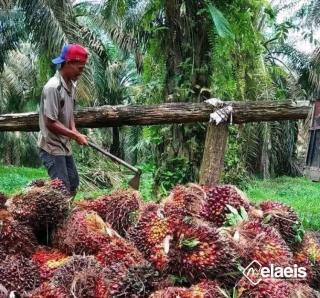 Harga Misterius Minyak Sawit Riau