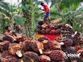 Pilar Ekonomi Bumi Rafflesia