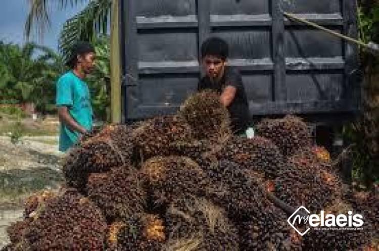 Sawit Kemitraan Swadaya di Riau Ditetapkan Naik, Ini Besarannya