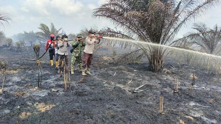 Karhutla 7 Hari di Kebun Sawit Milik Koperasi, Ini Luasan Lahan yang Terbakar