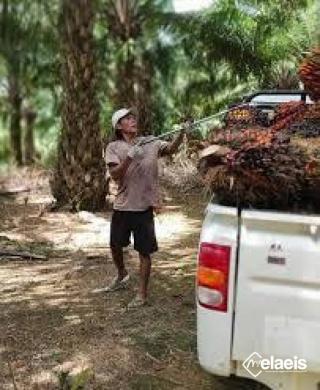 Harga CPO Naik, Pemerintah Serukan Ini kepada PKS