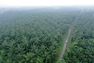 Siak Punya 346.897,1 Hektar Perkebunan Kelapa Sawit, Terluas di Kecamatan Ini
