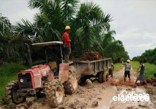 Susah Ketika Musim Hujan, Petani Sawit Berharap Pemerintah Perbaiki Akses Jalan ke Kebun