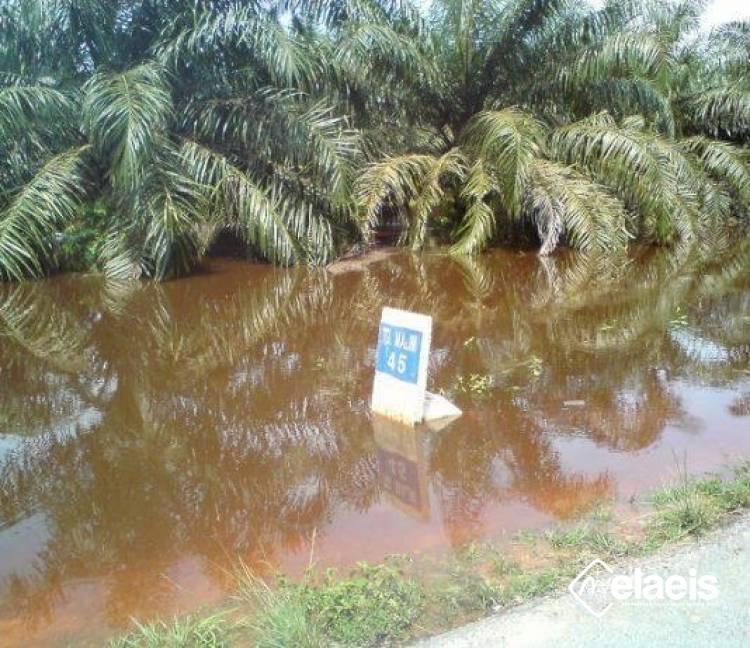 Irigasi yang Efisien, Upaya Mengurangi Resiko Sawit Terendam Banjir