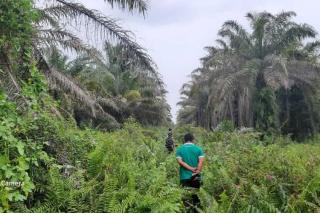 Sudah Merembet ke Kebun Petani Swadaya
