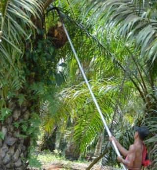 Petani Diminta Bijak Memanen Sawit