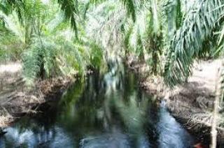 Rencana Restorasi Gambut 6 Juta Hektar, Terluas di Riau