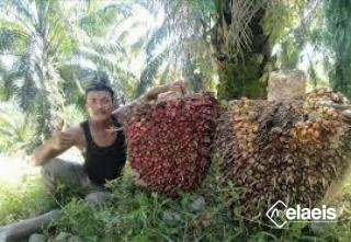 Anomali, Produksi Turun, Harga juga Turun