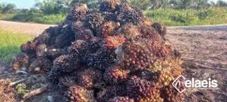 Aneh, Harga CPO Naik, Eh, TBS Sawit Malah Turun