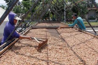 Harga Komoditas Perkebunan Timpang di Bengkulu, Akademisi Sarankan Diversifikasi