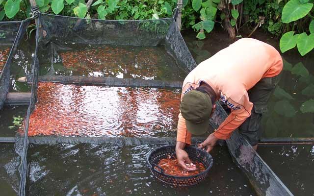 Banyak Petani Sawit Punya Lahan yang Luas, Bisa untuk Budidaya Ikan