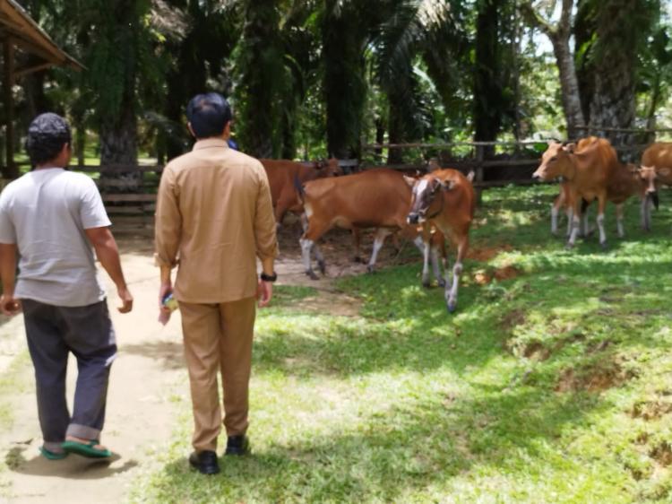 Program Siska Berpotensi Menjadikan Indonesia Swasembada Daging