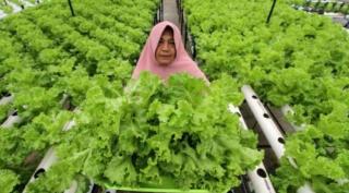 Bisa Raup Rp4 Juta/Bulan, Petani Disarankan Manfaatkan Lahan Sawit Bertanam Sayuran Hidroponik