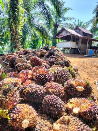Tahu Ndak, Pendapatan Petani Sawit di Bengkulu Hanya Segini Sekilonya