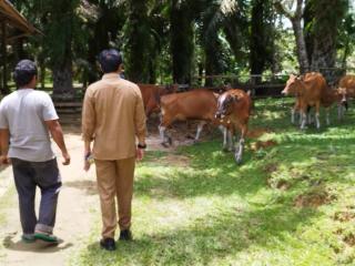 Program Siska Berpotensi Menjadikan Indonesia Swasembada Daging