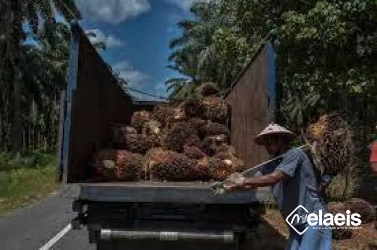 Harga TBS Sawit Kemitraan Swadaya di Riau Turun, Segini Jadinya