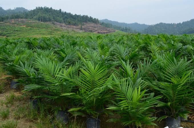 Kalau Bisa Gunakan Drone untuk Pemetaan Lewat Udara