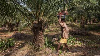Bantu Pemerintah India Kurangi Impor Minyak Nabati, Godrej Group Lakukan Langkah Ini