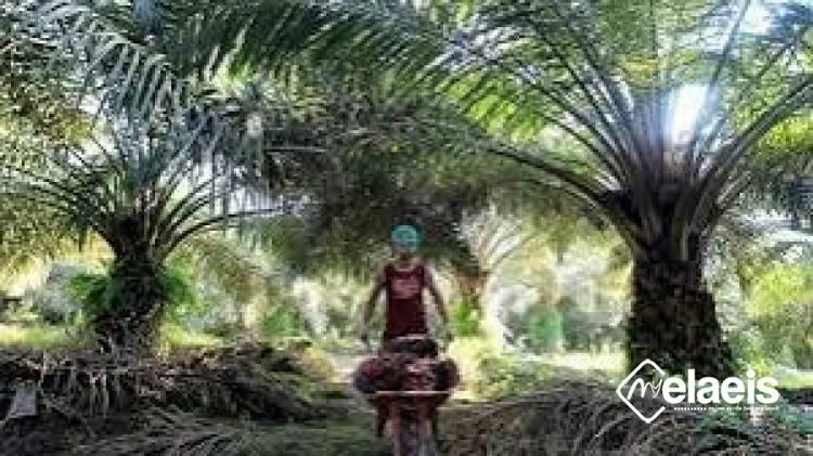 Pendapatan Negara dari Riau Anjlok, Kelapa Sawit Beri Kontribusi Terbesar