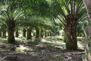 Ditargetkan 1.000 Hektar, PSR di Jambi Dihadapkan Sejumlah Kendala