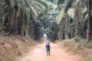 Petani Sawit di Banten Menunggu Pergub