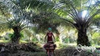 Harga TBS Sawit Mitra Swadaya di Riau juga Turun, Segini Jadinya