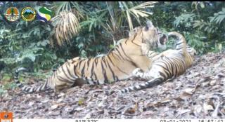 Soal Pekerja Sawit PT SAS Tewas Diterkam Harimau di Siak, Ini Kata Kepala BKSDA Riau