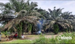 Pemprov Riau Didorong Beradu Data dengan Pusat untuk Memperjelas Hak DBH Sawit