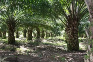 Pertama di Riau, Segini DBH Sawit yang Diterima Inhil