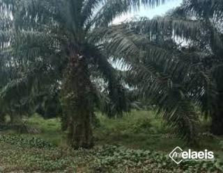 Kementerian ATR/BPN Sudah Mengeluarkan Izin Pengelolaan 16 Juta Hektar Perkebunan Sawit