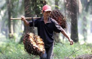 PT HKTI Dukung Wacana Perubahan BPDPKS, Ini Pertimbangannya