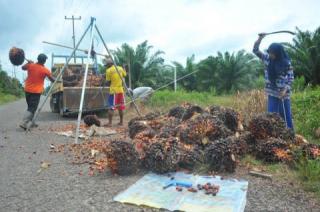 Harga Kelapa Sawit di Sumsel Turun, Segini Jadinya