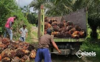 Turun Rp10,94/Kg, Harga Kelapa Sawit di Kaltim Jadi Rp2.693,69/Kg