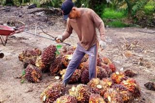Harga Sawit Penetapan di Kalbar Turun, Segini Jadinya