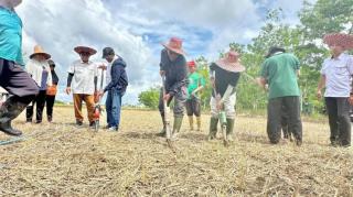 Dikebut, Penanaman Padi Gogo Tumpang Sisip