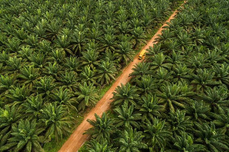 Besar, Peluang Industri Sawit Nasional Berkiprah di Bursa Karbon Indonesia