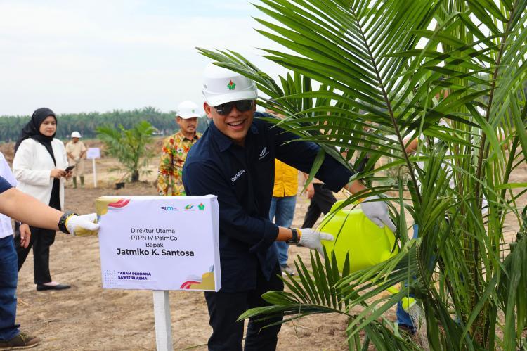 Disiapkan, Lima Sentra Pembibitan Sawit Unggul Siap Tanam