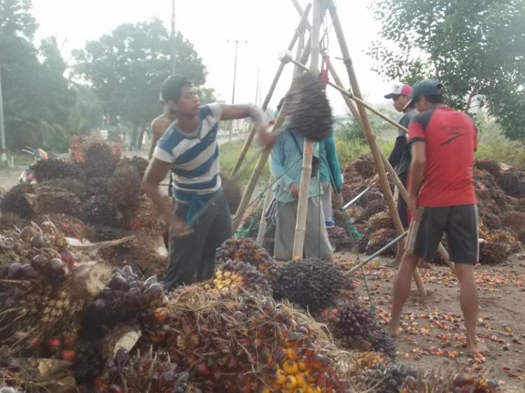 Kendati Tipis, Harga TBS Sawit di Jambi Naik