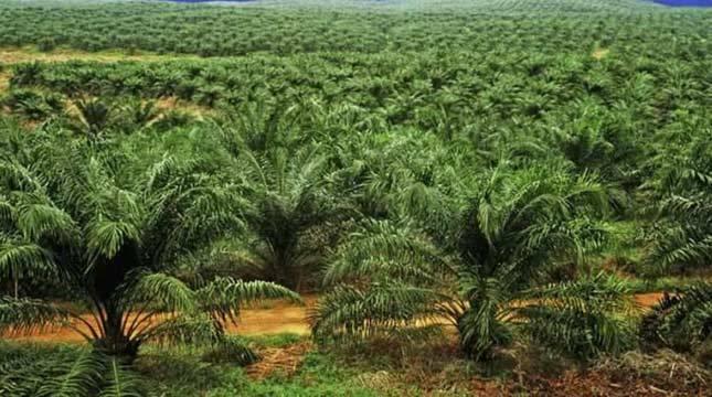 Banyak Berusia Tua, Produksi Kebun Sawit Rakyat di Aceh Turun
