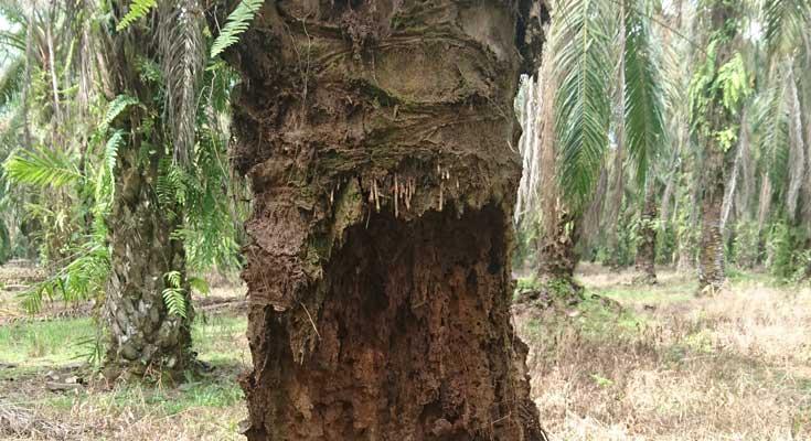 Batang Sawit Dapat Menghasilkan Nira untuk Dijadikan Gula Merah