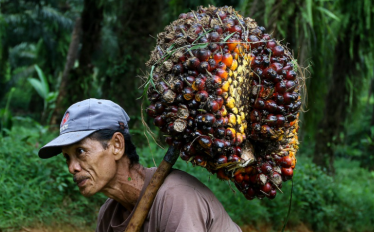 Tertinggi di Mandailing Natal, Segini TBS Sawit Petani Dihargai