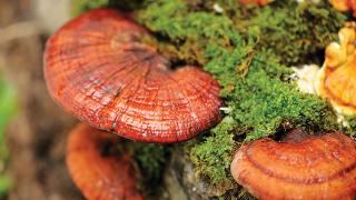 Diperkenalkan, Senyawa yang Diklaim Ampuh Kendalikan Ganoderma