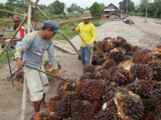 SHINES, Jawaban terhadap Beratnya  Tantangan Berusaha bagi Petani Sawit Swadaya