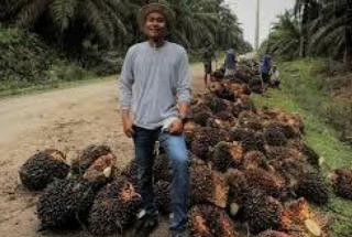 Harga TBS Sawit Tingkat Petani di Sumut Sudah Segini