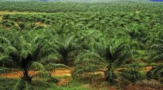 Banyak Berusia Tua, Produksi Kebun Sawit Rakyat di Aceh Turun