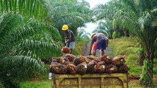 Di Batang Hari Harga Sawit Naik, Dibandrol Segini
