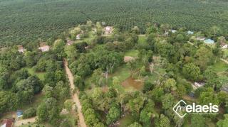 Keindahan Tersembunyi di Kebun Tandun