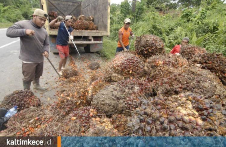 Didorong CPO, Harga TBS Sawit di Kaltim Kembali Naik