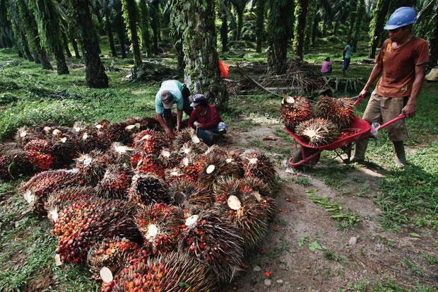 Harga TBS Sawit di Kalbar Naik Lagi,  Tertinggi di Kelompok Umur Ini