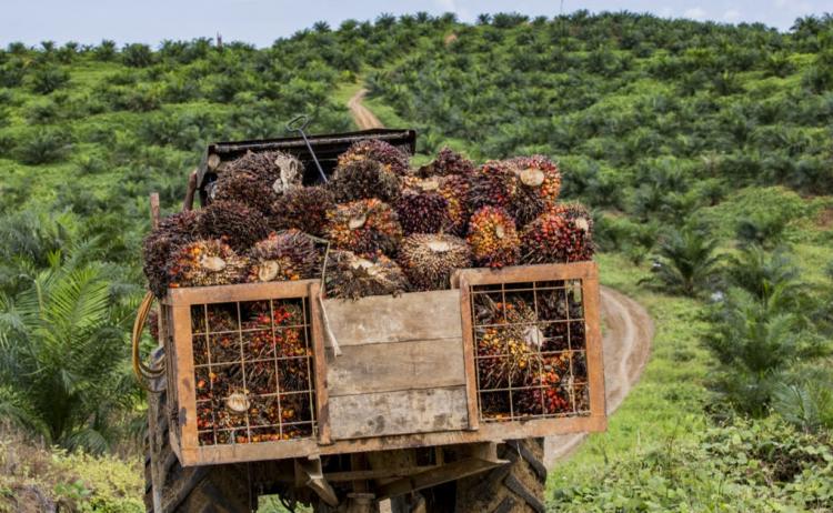 Rencana Pabrik Migor di Aceh Sudah pada Tahap Kajian Ssrius